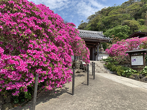 鎌倉today ほぼ週刊鎌倉新聞 19年5月4日