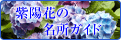 紫陽花ガイド