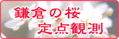 桜定点観測